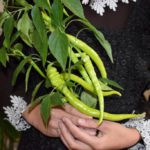 Правилова Вероника ученица 5 класса номинация "Овощ необычный" (перец-улитка)